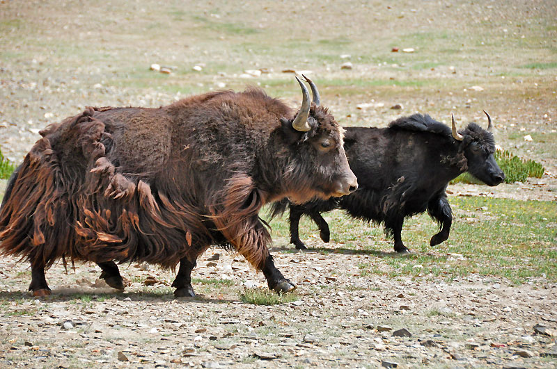Ladhak, Indie 2011