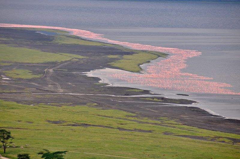 Nakuru - jezero plame��k�