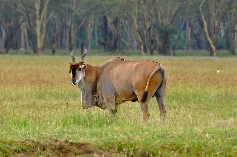 Kenya 2010
