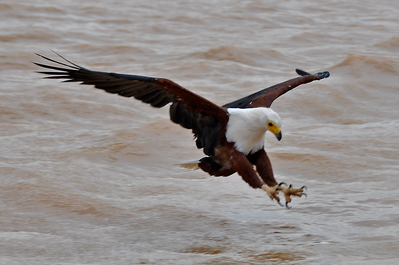 Fishing eagel neboli orel ryb�� v akci