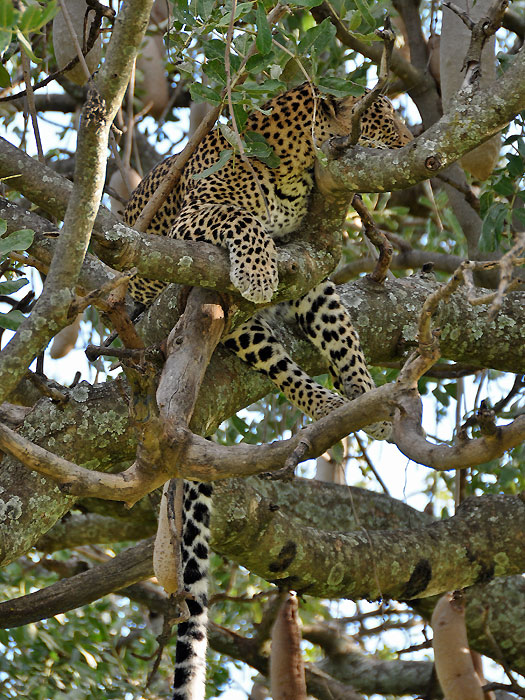 Leopard� relaxace