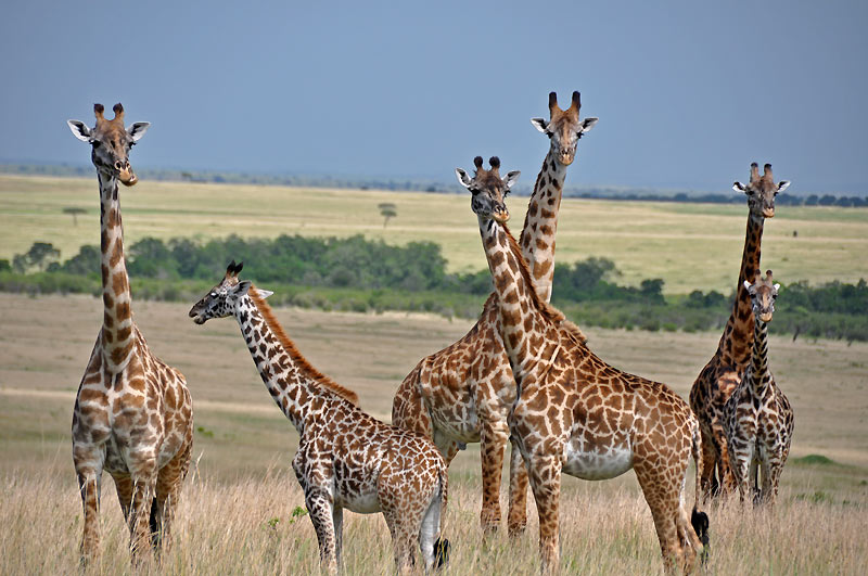 �irafy v Masai Mara
