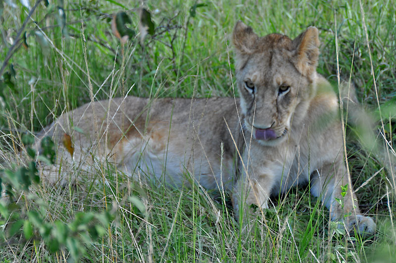 Lvi v Masai Mara