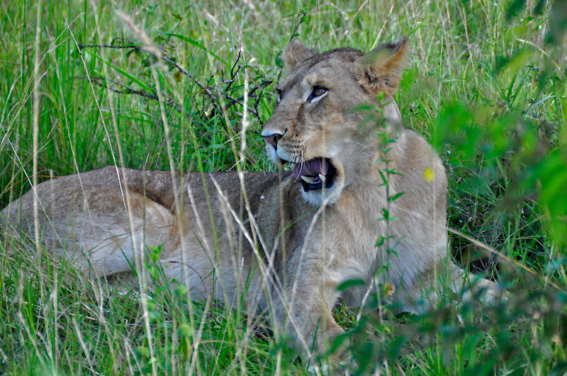 Lvi v Masai Mara