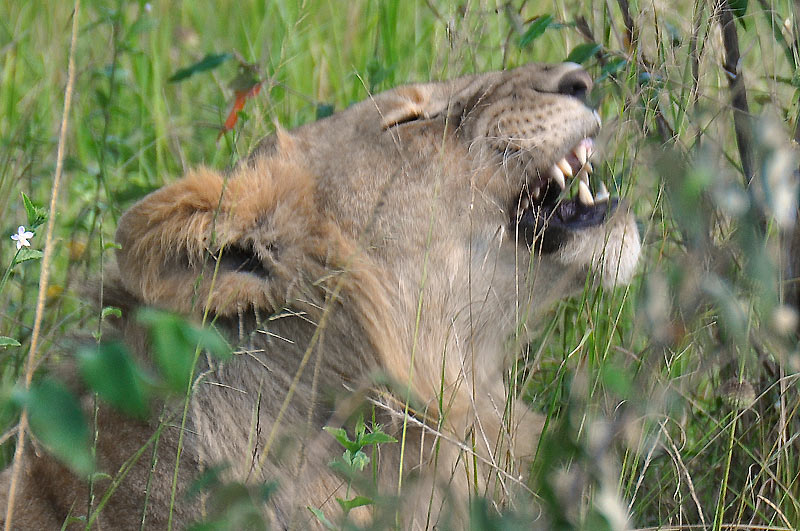 Lvi v Masai Mara