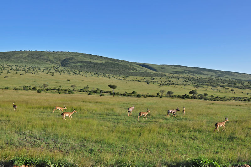 Impaly v Masai Mara