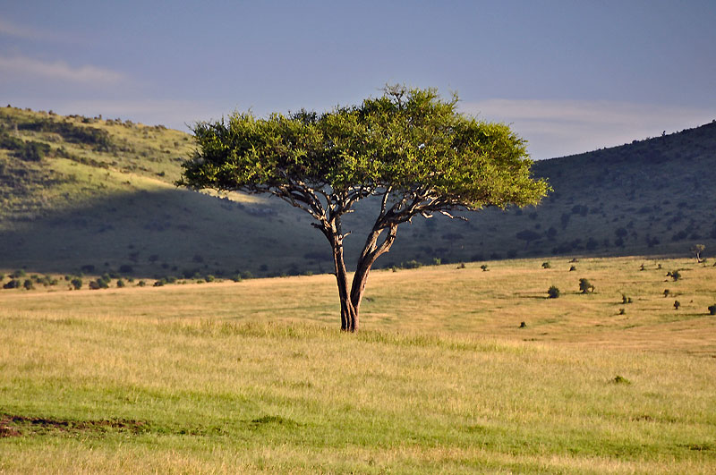 Masai Mara