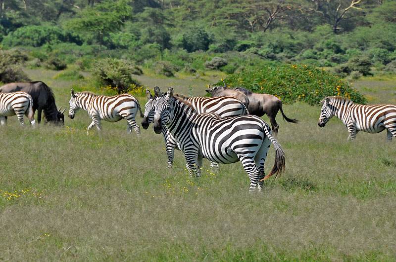 Zebry na Naivasha lake