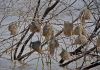 Jezero Baringo - dal�� jezero pt�k�