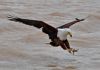 Fishing eagel neboli orel ryb�� v akci