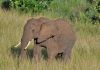 Sl�n� v Masai Mara