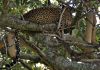 Leopard odpo��v� po dobr�m ob�d�
