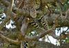 Leopard� relaxace