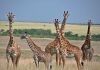 �irafy v Masai Mara