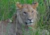 Lvi v Masai Mara