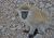Br�nu do praku st�e�� stovky opic