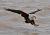 Fishing eagel neboli orel ryb�� v akci