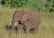 Sl�n� v Masai Mara