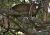 Leopard odpo��v� po dobr�m ob�d�
