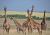 �irafy v Masai Mara
