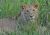 Lvi v Masai Mara