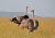 �el p�tros s p�trosic�