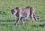 Gepard