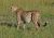 Gepard