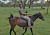 Ras�o poprv� v sedle o�e