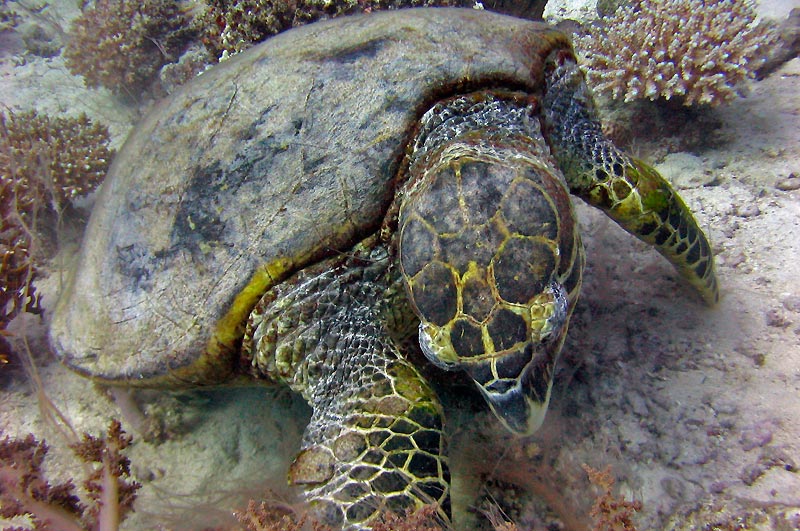 Na �em si to pochutn�v�? Snad n� na kor�lech?