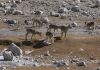 Tibetsk Gazely