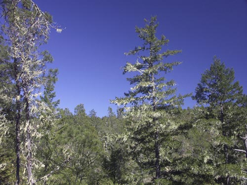 Big Basin
