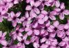 PICT0051