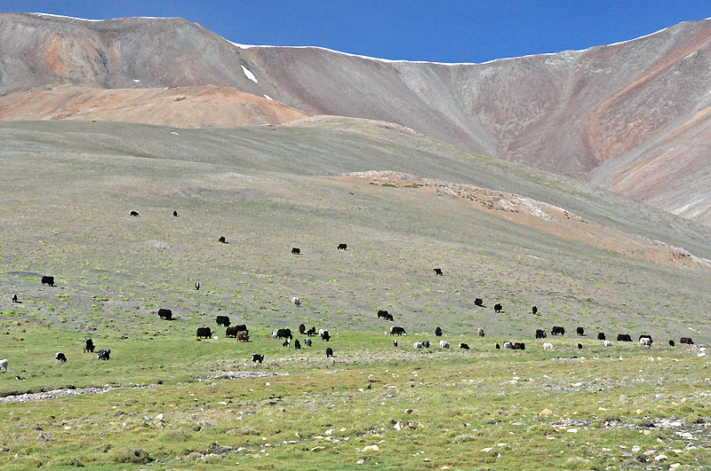 Ladhak, Indie 2011