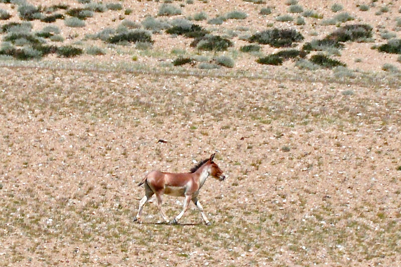 Ladhak, Indie 2011