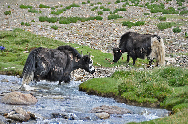 Ladhak, Indie 2011