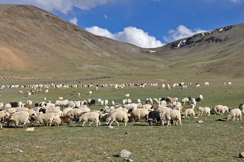 Ladhak, Indie 2011