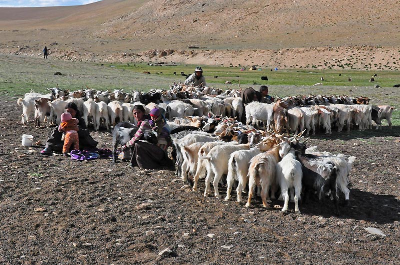 Ladhak, Indie 2011