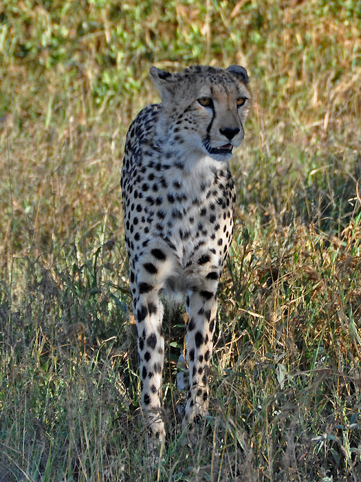 Prvn koika - gepard