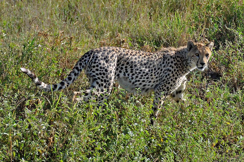 Kenya 2010