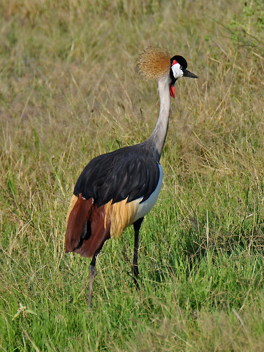Kenya 2010