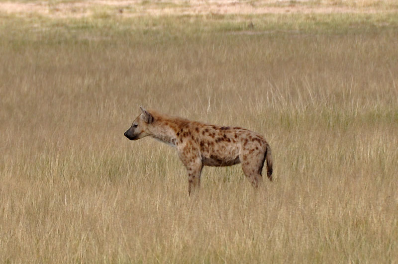 Hyena kouk, co by zakousla