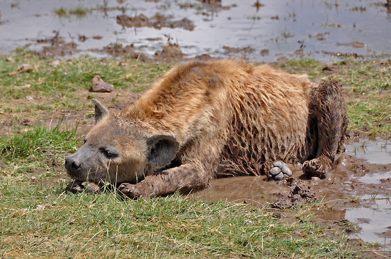 Hyena lec, spc