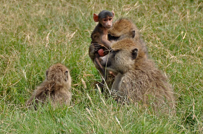 Kenya 2010