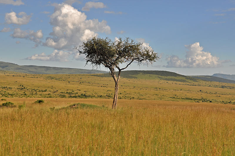 Masai Mara