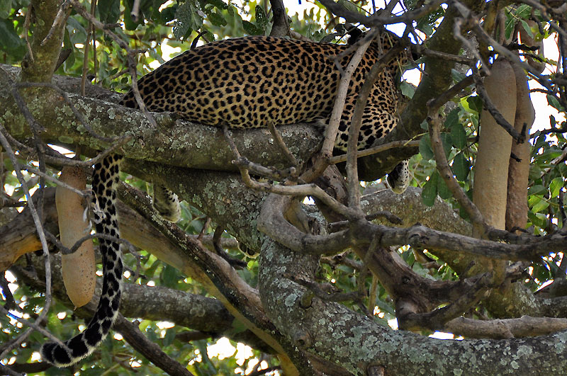 Leopard odpov po dobrm obd