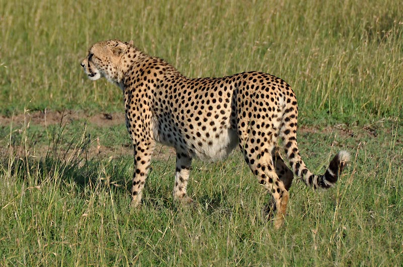 Gepard