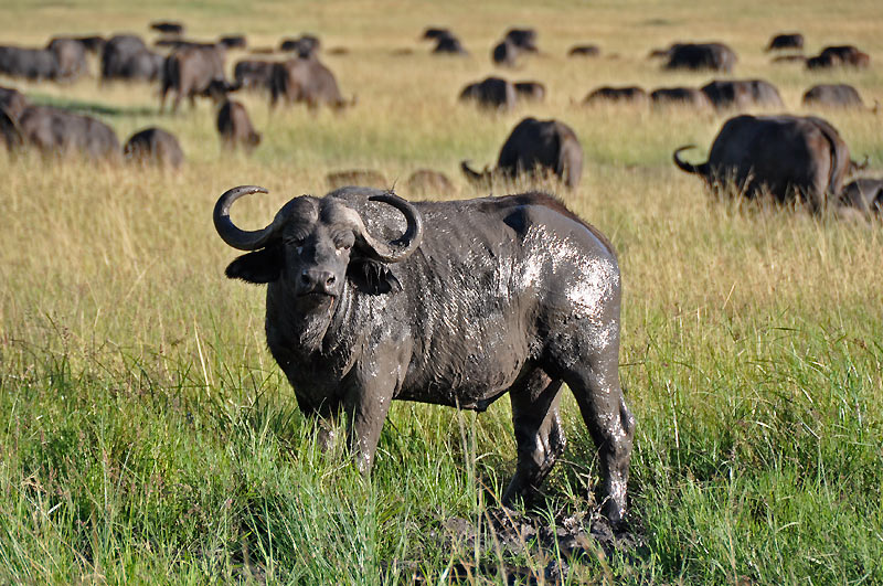 Bvol stdo v Masai Mara