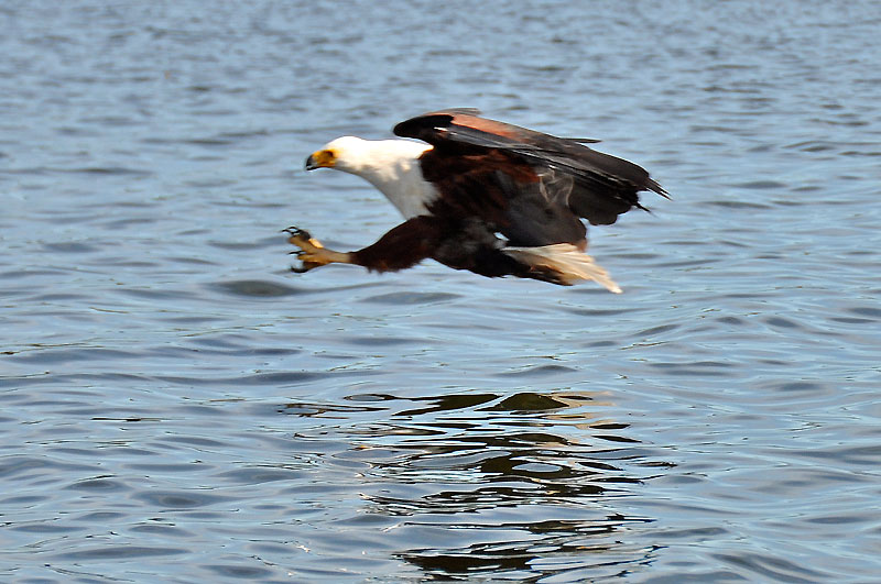Fishing eagle opt v akci