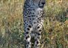 Prvn koika - gepard